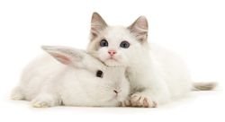  Гороскоп на 2020 рік для Кроликів Котів