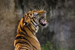  Гороскоп на 2020 рік для Тигрів