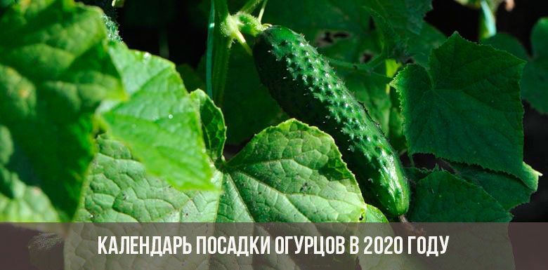  Як посадити огірки на розсаду і в теплицю в 2020 році: загальні правила