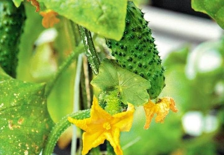  Як посадити огірки на розсаду і в теплицю в 2020 році: загальні правила