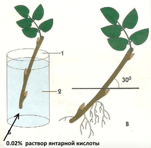 yantarnaya kislota dlya rastenijj – pokazaniya i instrukciya po primeneniyu v ogorode3 Бурштинова кислота для рослин – показання та інструкція по застосуванню в городі