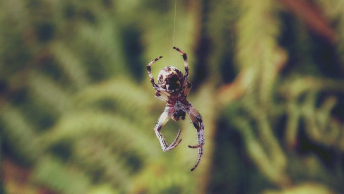  Чому не можна вбивати павуків у будинку: народні і релігійні прикмети