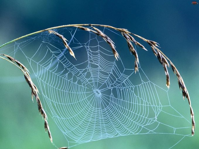  Павук спускається вниз по павутині — прикмета і її тлумачення, де відбулася зустріч
