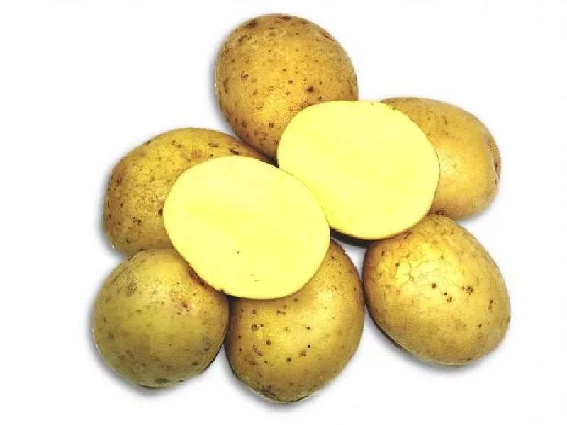 87692a7dfd71fbaec3b6a4279625149f Сорти картоплі для України (морозостійкі) з назвою і описом