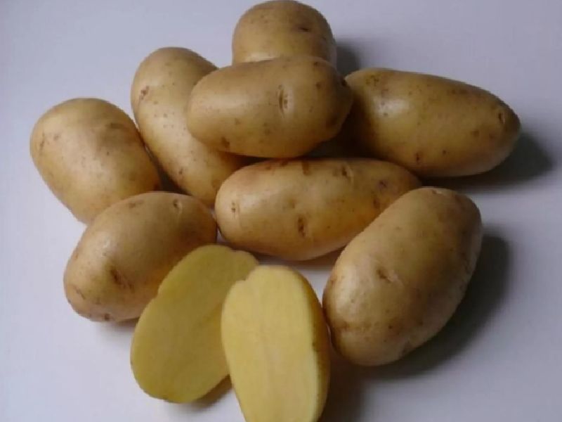 9b26c63602bfe2963a53f707a1b30b65 Сорти картоплі для України (морозостійкі) з назвою і описом