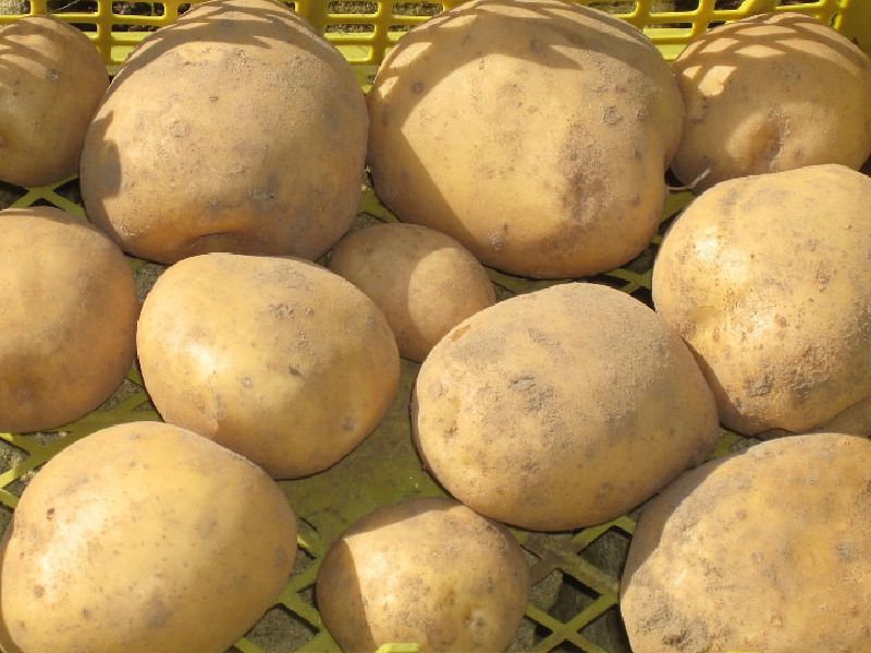 aca34c928cf2cf397ffadf70eabd0ab3 Сорти картоплі для України (морозостійкі) з назвою і описом