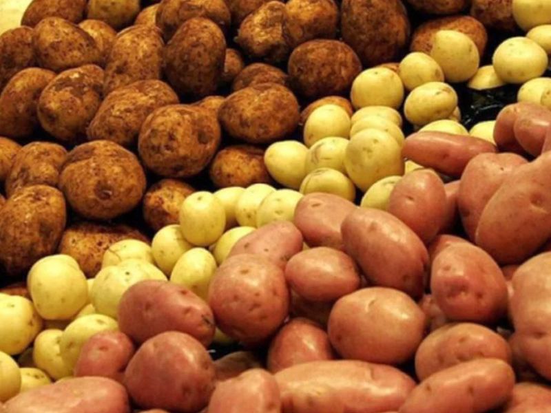 f6b8d690275b5dff86f81200023d68bd Сорти картоплі для України (морозостійкі) з назвою і описом