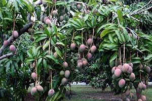 kak rastet derevo mango i mozhno li ego vyrastit v domashnikh usloviyakh iz kostochki  Як росте дерево манго і можна виростити в домашніх умовах з кісточки?