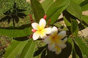 kak rastet derevo mango i mozhno li ego vyrastit v domashnikh usloviyakh iz kostochki 4 Як росте дерево манго і можна виростити в домашніх умовах з кісточки?