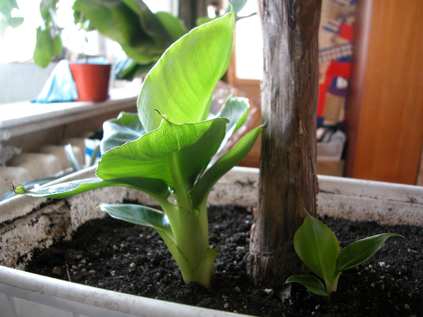 mozhno li vyrastit banan iz pokupnogo i kak pravilno posadit rastenie v domashnikh usloviyakh 5 Чи можна виростити банан з покупного і як правильно посадити рослину в домашніх умовах?