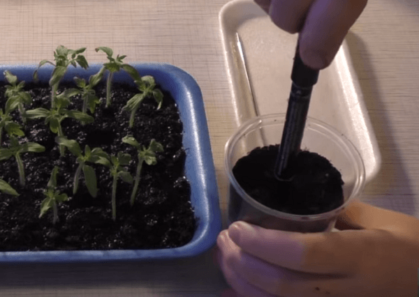 rassada pomidor – vyrashhivanie v domashnikh usloviyakh29 Розсада помідорів – вирощування в домашніх умовах