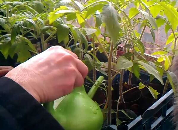 rassada pomidor – vyrashhivanie v domashnikh usloviyakh38 Розсада помідорів – вирощування в домашніх умовах