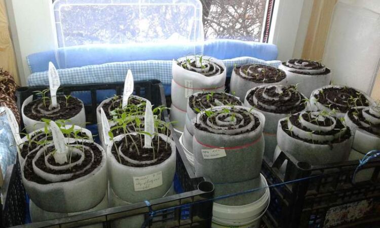 5a5bf09dfee022588656548dba930391 Розсада капусти: коли садити і як вирощувати в домашніх умовах