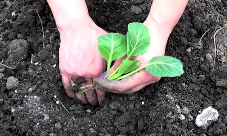 8786b07af3989b4c3942736c8e8ff523 Розсада капусти: коли садити і як вирощувати в домашніх умовах
