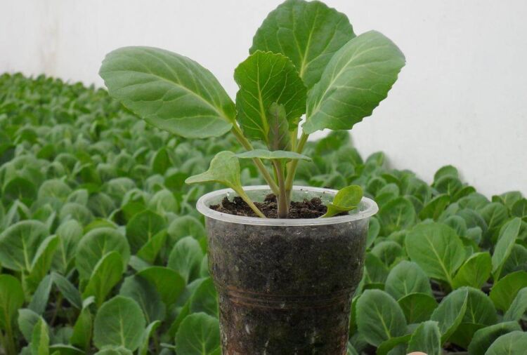 9996ba1cdd182d40e22bfb17e5c3631d Розсада капусти: коли садити і як вирощувати в домашніх умовах