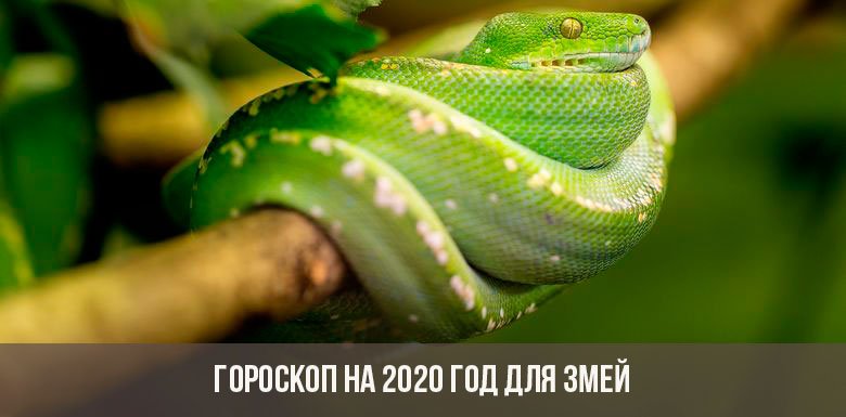  Гороскоп на 2020 рік для Змій: жінка і чоловік