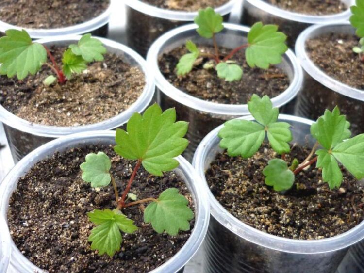 5603ad70829838ea7a2d67eedf9baaca Вирощування суниці з насіння: як виростити суницю в домашніх умовах