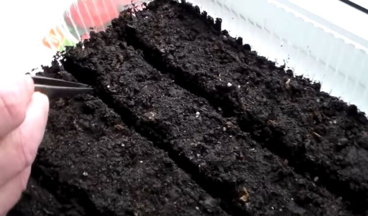 caa68d853ada7f84574a4733a9db8591 Вирощування суниці з насіння: як виростити суницю в домашніх умовах