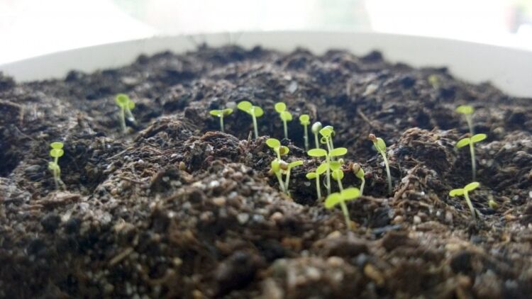 d349f25a07b4be1b8d7e48a4d03e6d43 Вирощування суниці з насіння: як виростити суницю в домашніх умовах