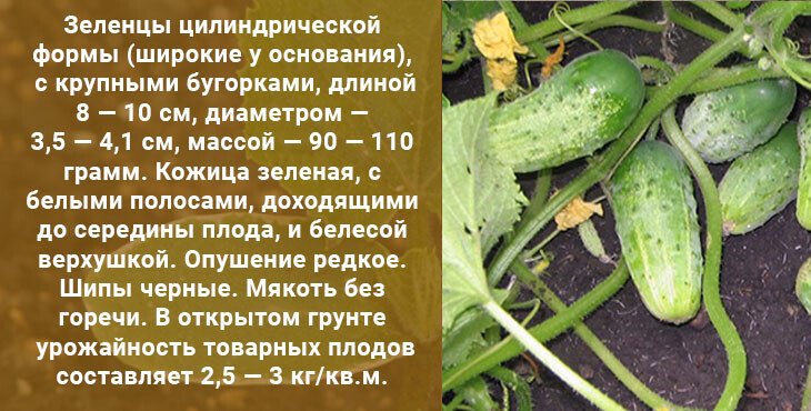 0e837e433d8eafdb58b6064642f1cb9a Посадка огірків у відкритий грунт   коли і як садити огірки