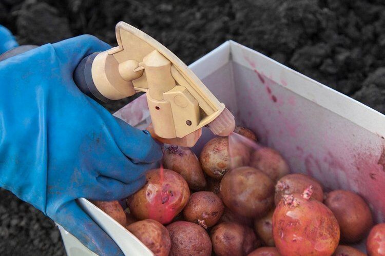 64ff17ee5b52b4c7bb72e58341123b5b Обробка картоплі перед посадкою: чим обробити картоплю від хвороб і шкідників