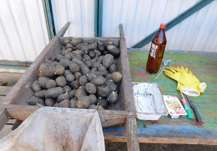 af670c8bc0ade39f59cdd3097a9e1a5a Обробка картоплі перед посадкою: чим обробити картоплю від хвороб і шкідників