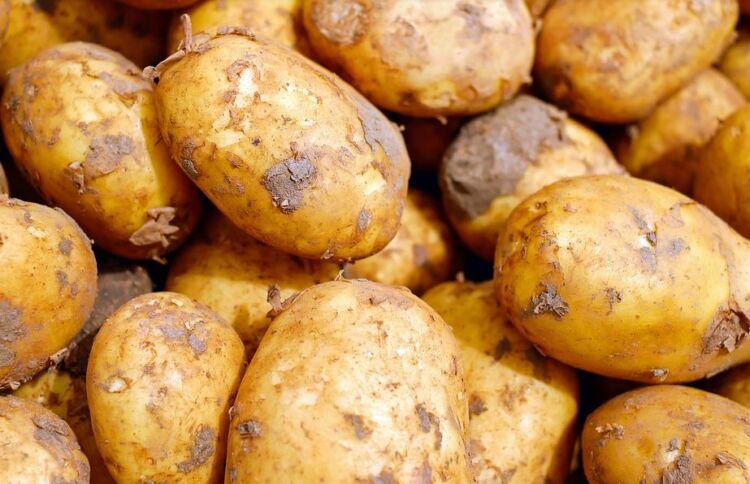 be7e7418c284a8fc0e60de278b10dc26 Обробка картоплі перед посадкою: чим обробити картоплю від хвороб і шкідників