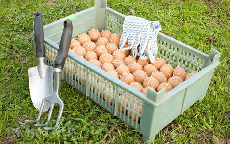 f70475c933bcf540322f3045a2315aa0 Обробка картоплі перед посадкою: чим обробити картоплю від хвороб і шкідників