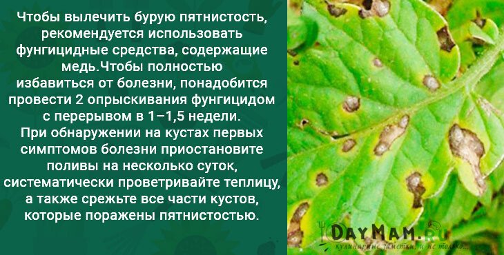 41f051edfe51f44b2cb9b77952556924 Хвороби листя і шкідники огірків + боротьба з ними