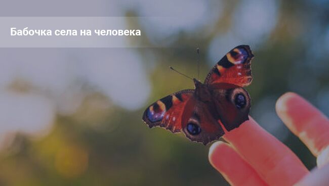 babochka sela na ruku ili na lico cheloveka ― primeta 76cebf2 Метелик села на руку або на обличчя людини   прикмета
