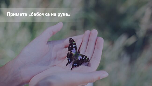 babochka sela na ruku ili na lico cheloveka ― primeta 8dac153 Метелик села на руку або на обличчя людини   прикмета