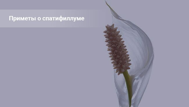 cvetok spatifillum doma primety i sueverija 1d95938 Квітка спатифиллум будинку: прикмети і забобони