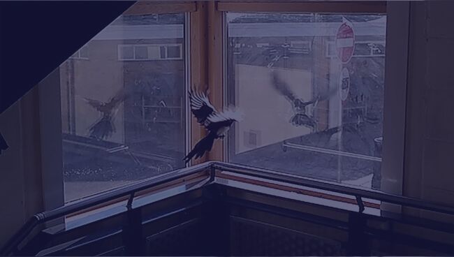 primeta ptica udarilas v okno i uletela betsja razbilas 1f0dc69 Прикмета   птах вдарилася в вікно і відлетіла, бється, розбилася