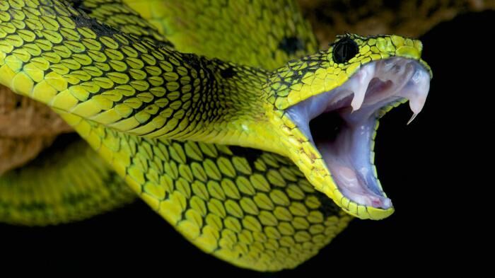  До чого сняться змії   жінці, дівчині або чоловікові, вбила або вкусила, велика змія