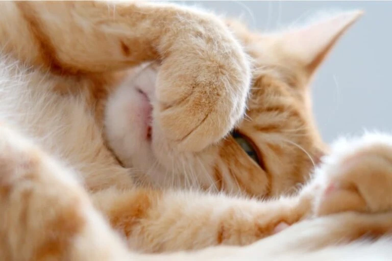 Які запахи не люблять коти Які запахи не люблять коти