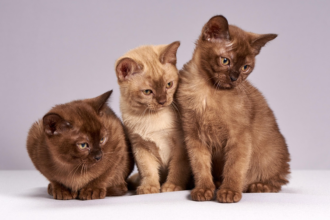 Які запахи не люблять коти 2 Які запахи не люблять коти